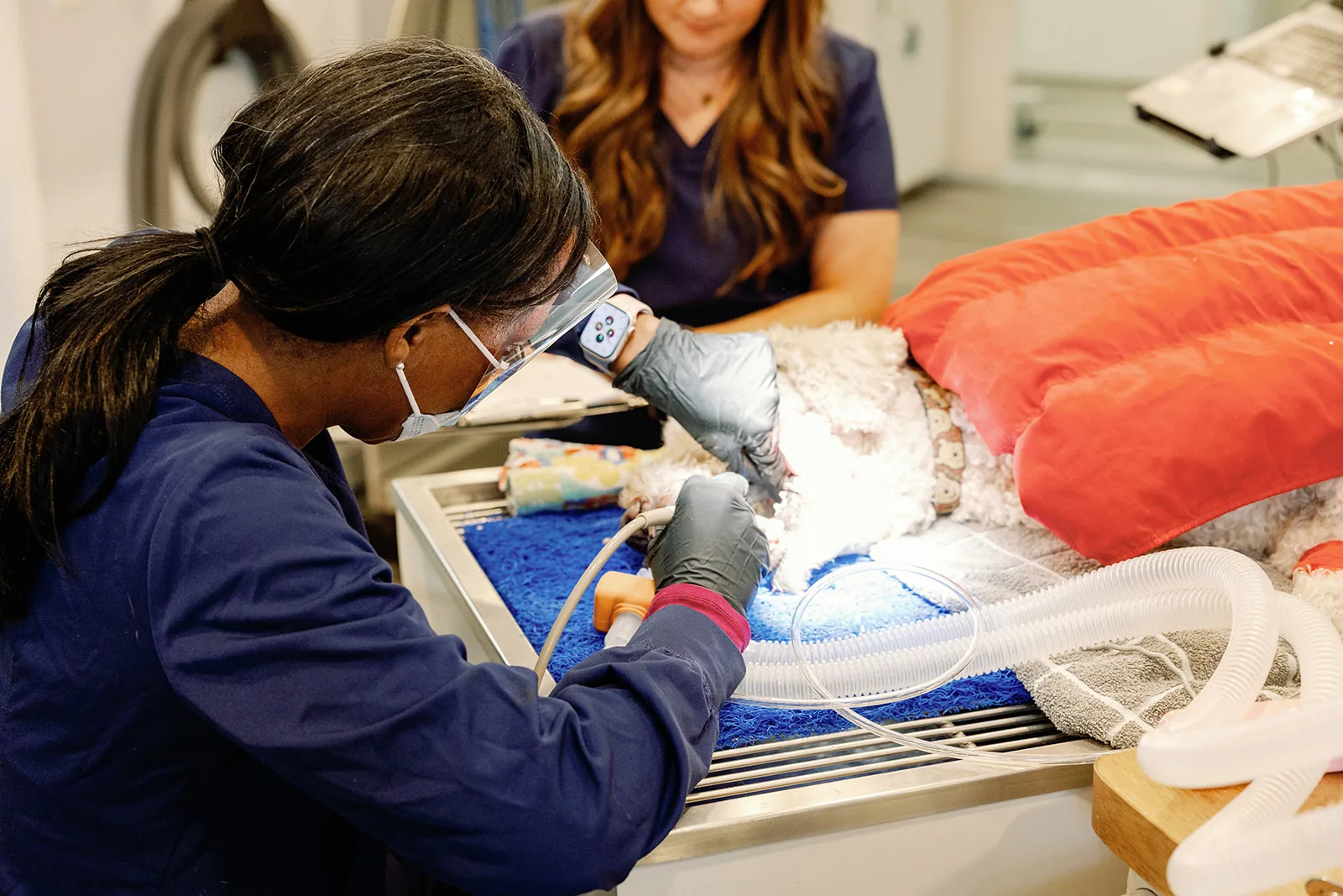 A Noah's Ark technician performing a dental cleaning under anesthesia