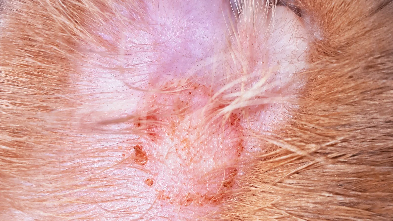 Close-up of a red, scaly patch of skin with hair loss on a pet.