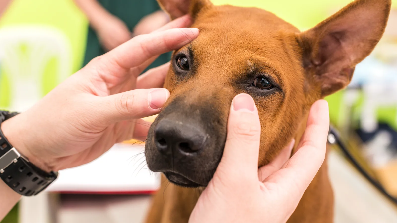 Brown dog calmly accepting handling near its face during a training exercise.