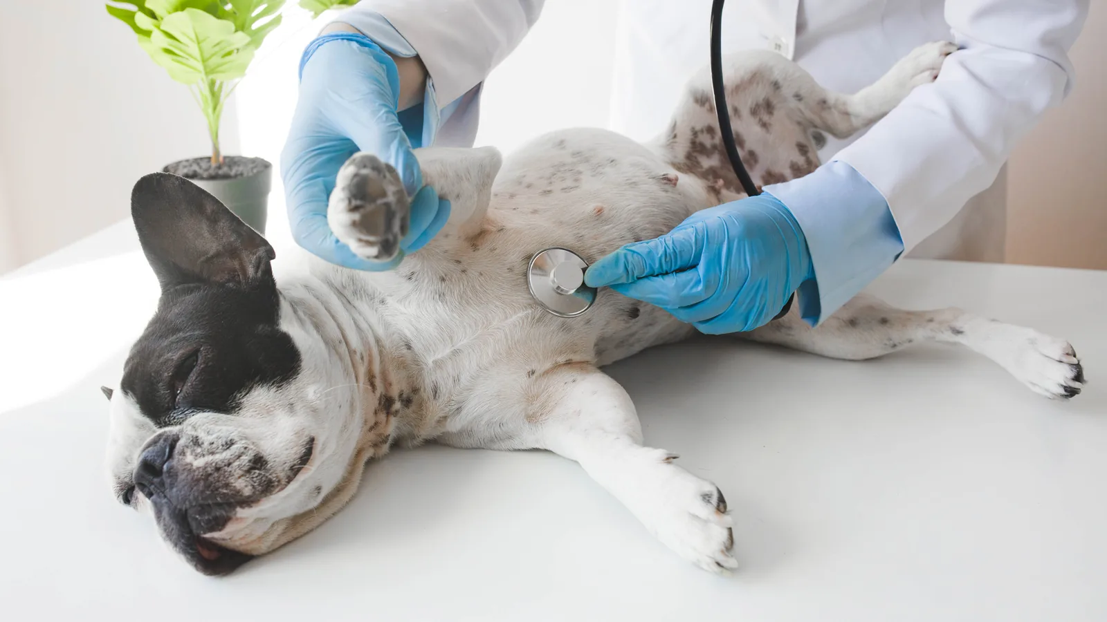 Veterinarian listening to a dog's heart with a stethoscope during an exam.