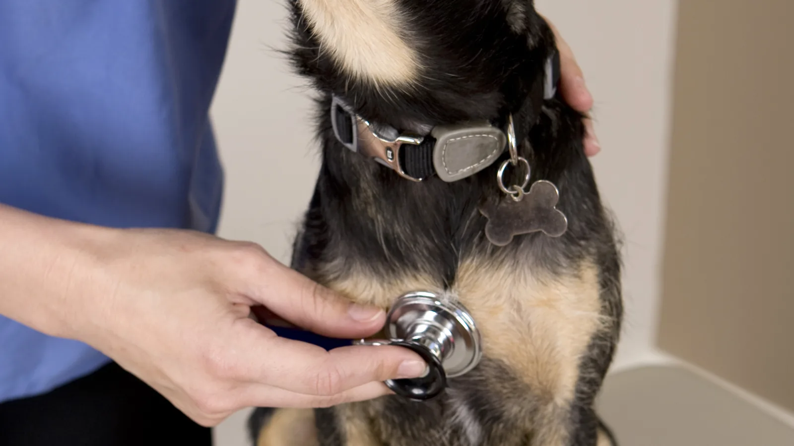 Stethoscope held to the chest of a black and tan dog.