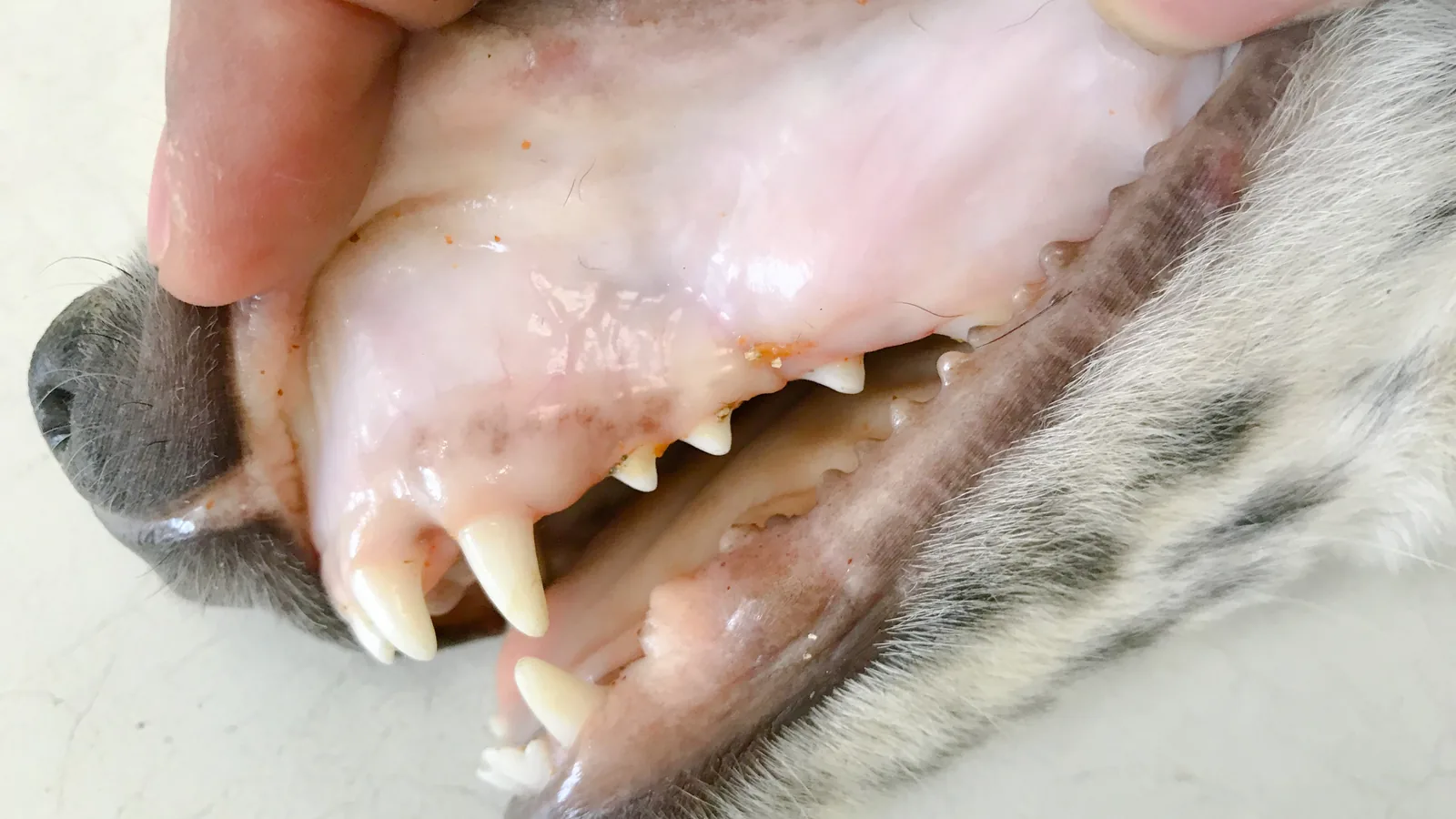 Dog's lip lifted to show pale gums.