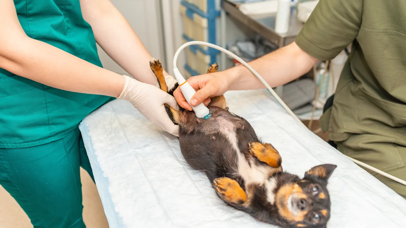 Veterinary team performing an abdominal ultrasound on a small dog lying on its back.