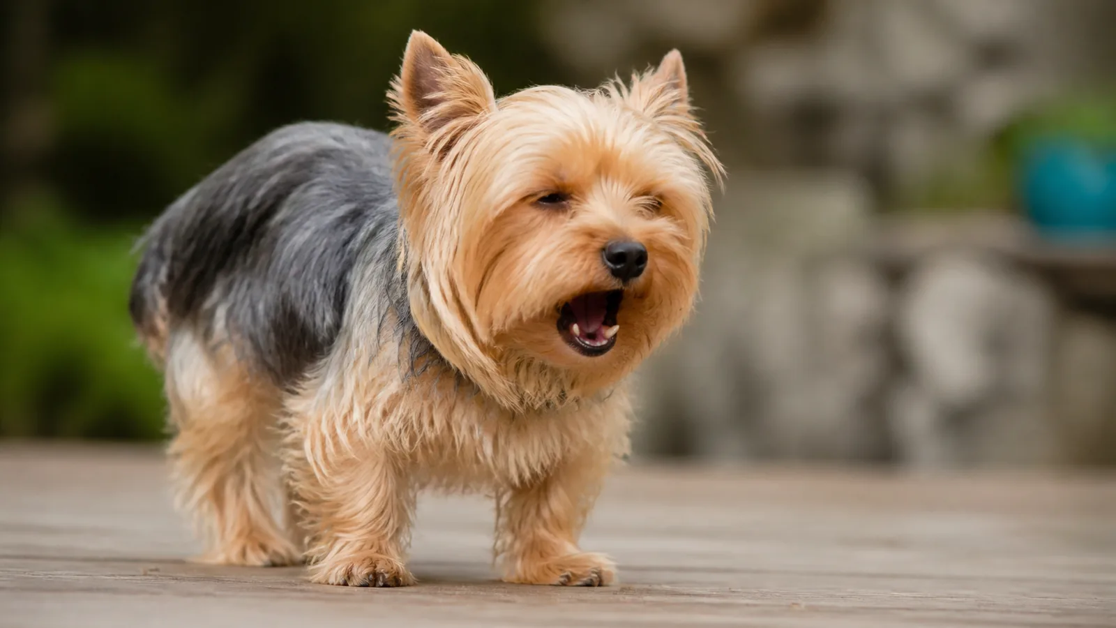Small Yorkshire Terrier sitting indoors, looking like he's coughing.