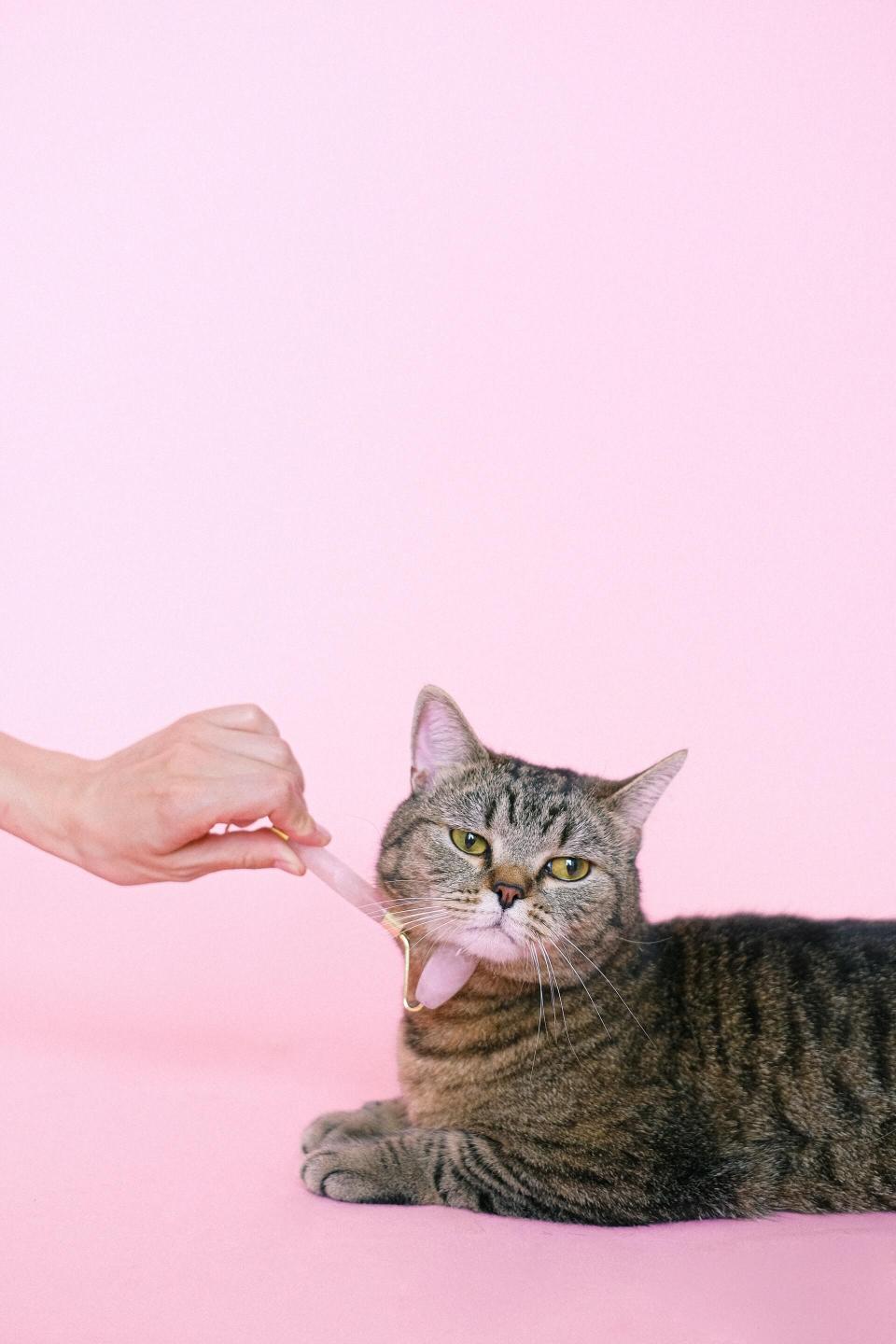 Cat Derm