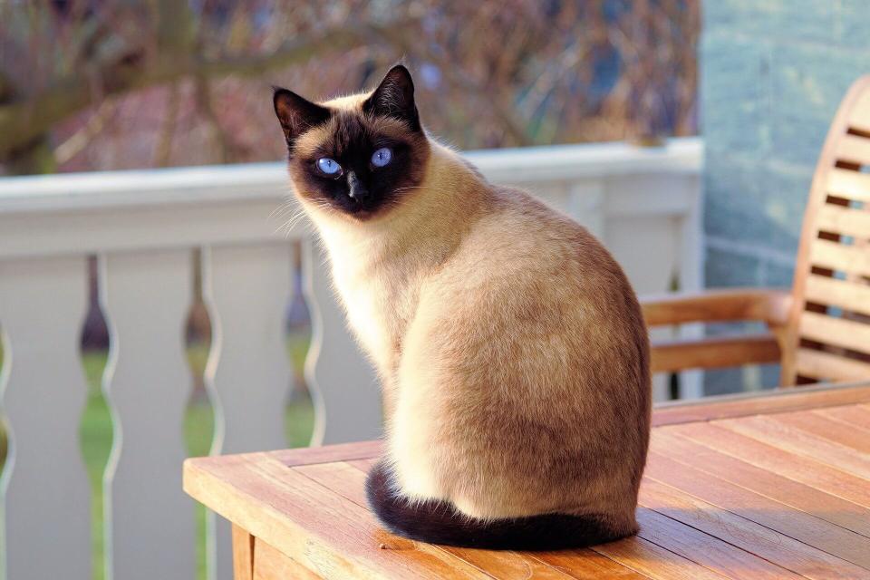 Cat Blood Tests