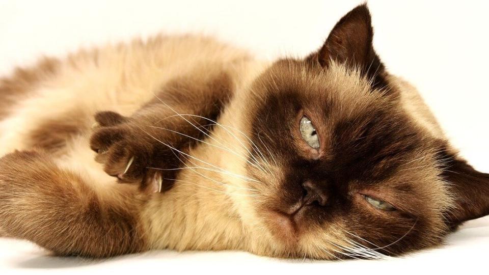 Cat Laser