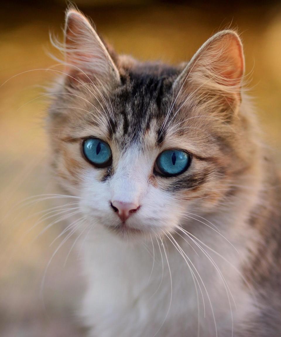 Cat Medications