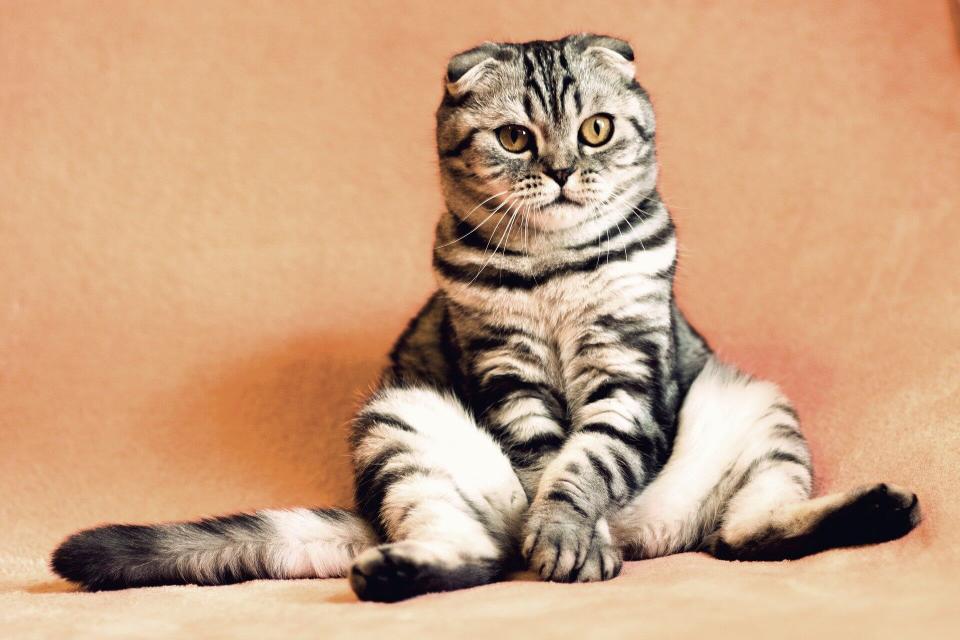 Cat Wellness