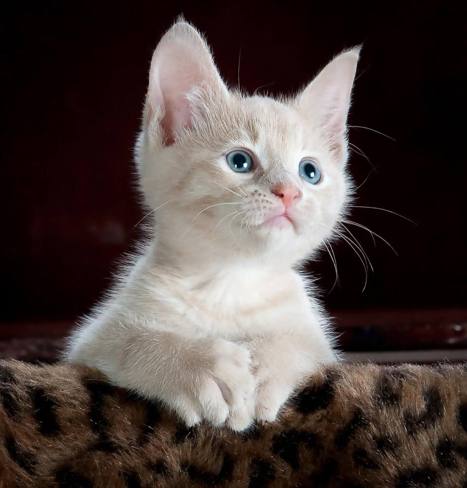 Cat Microchip