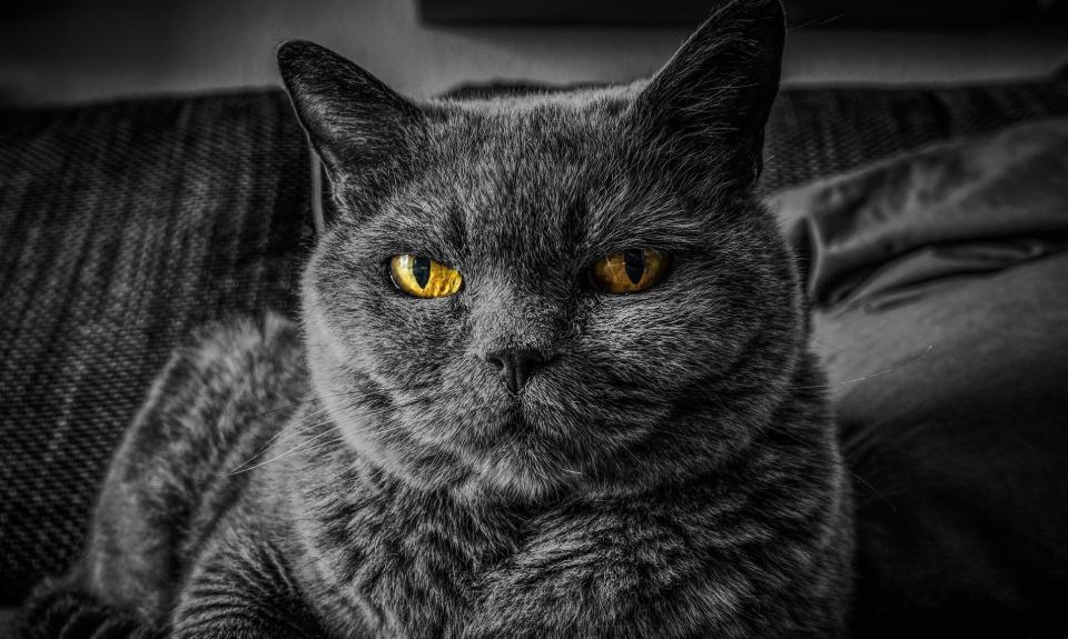 Senior Cat