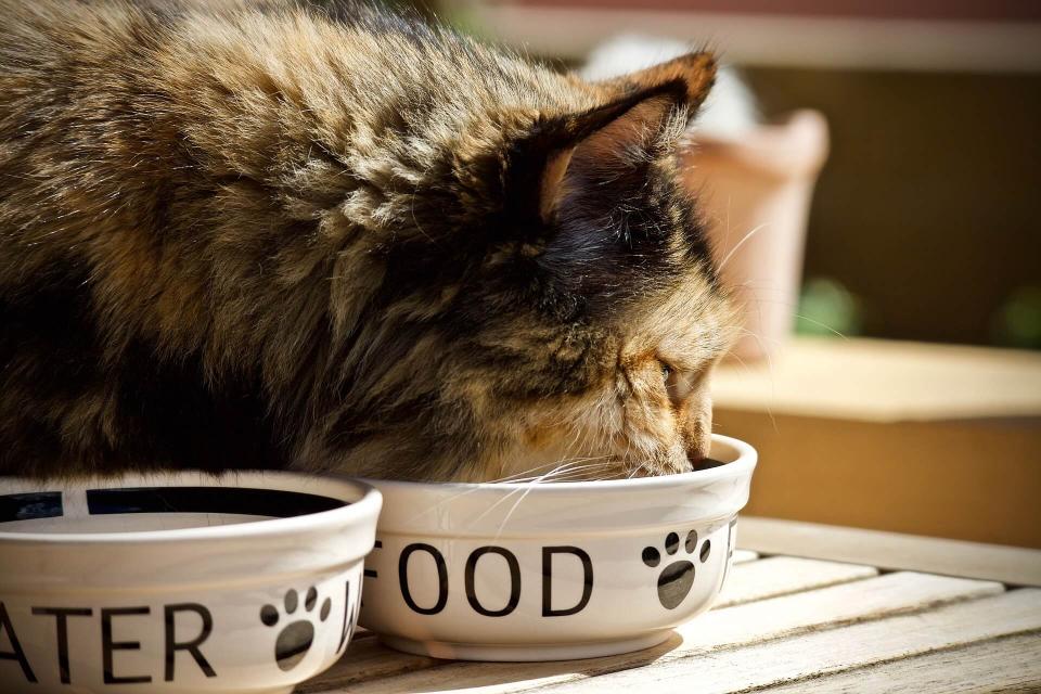 Cat Nutrition