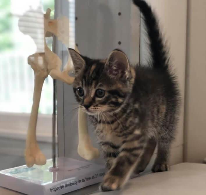 Kitten Care