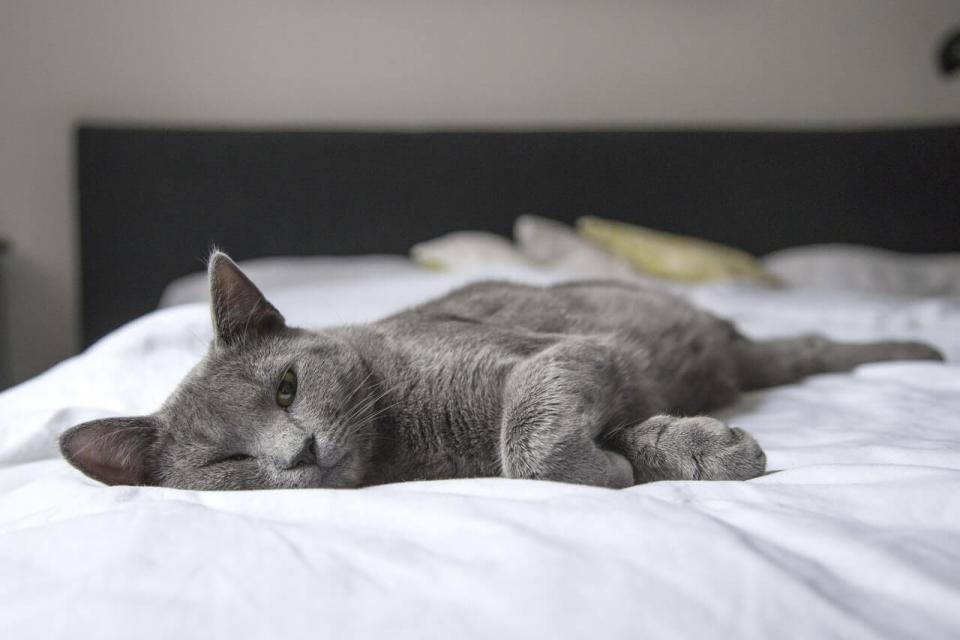 Cat Cancer