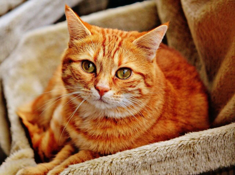 Cat Cardiology