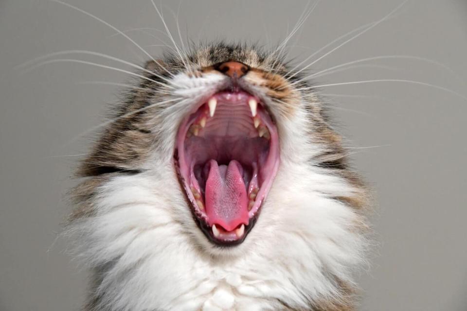 Cat Dental