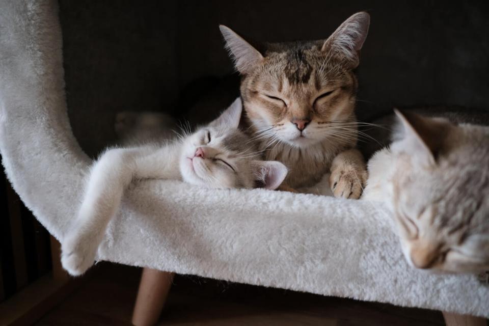 Cat Heartworms
