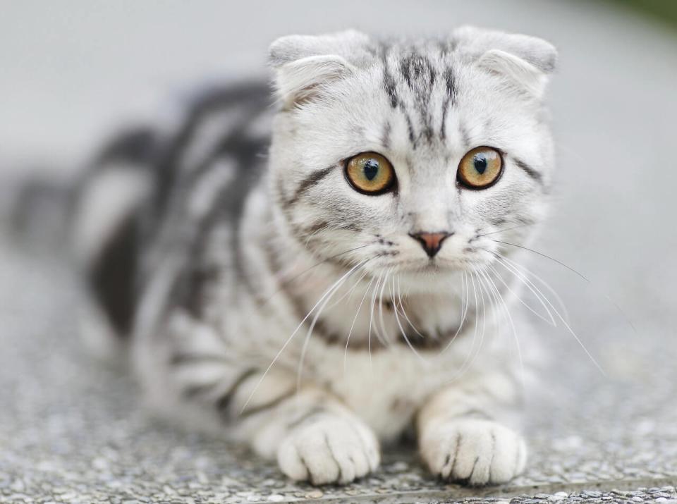 Cat Emergency