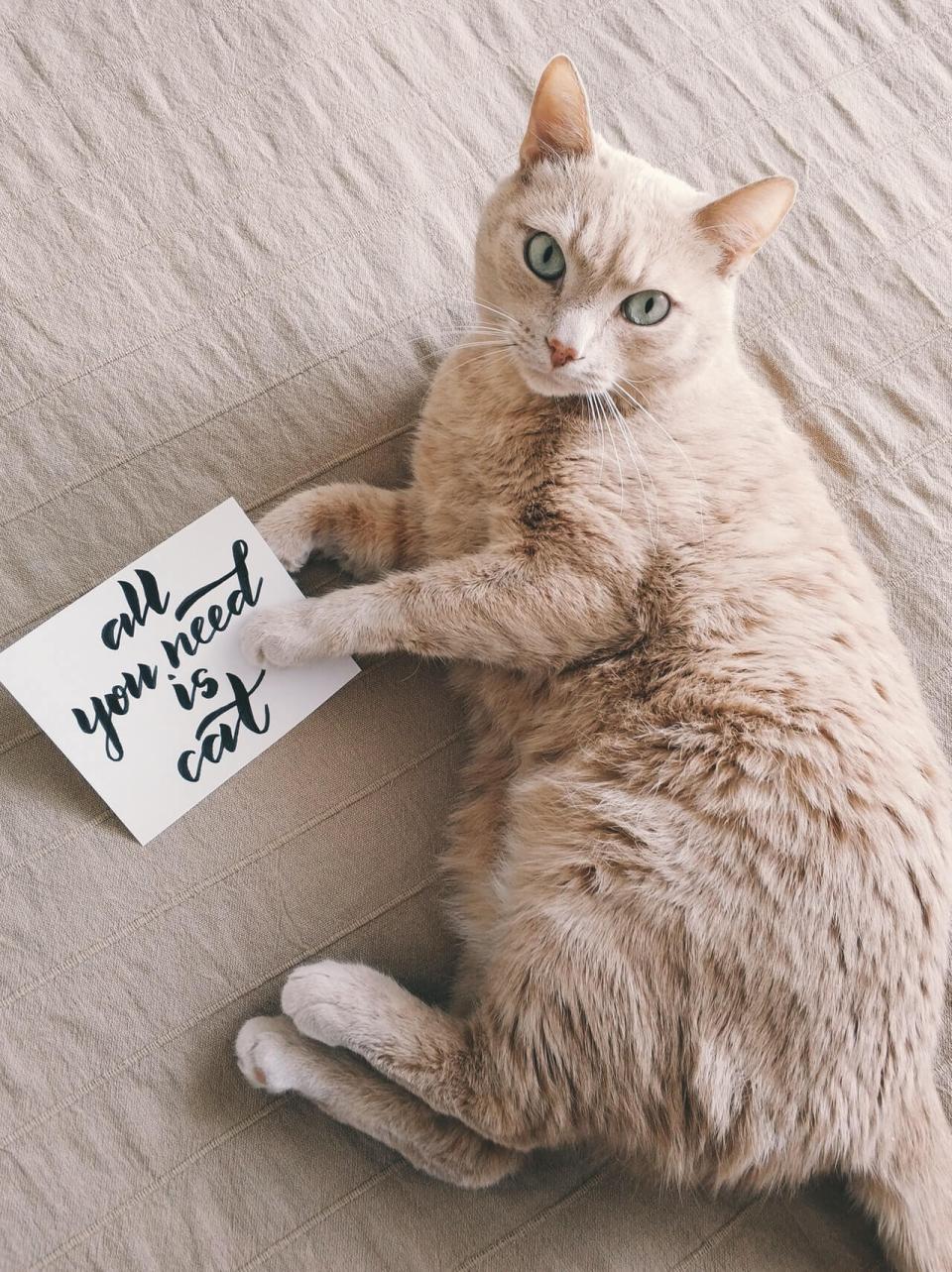 Cat fleas & ticks