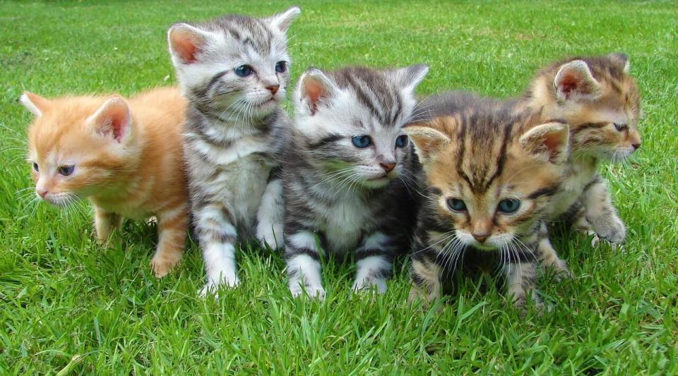 Cat spay & neuter