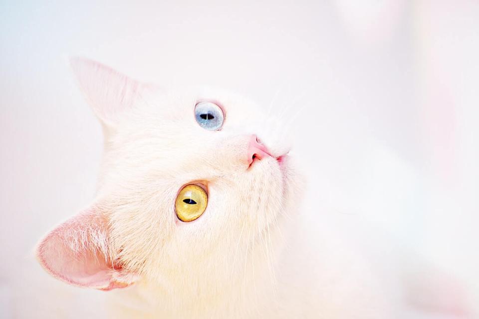 Cat Surgery