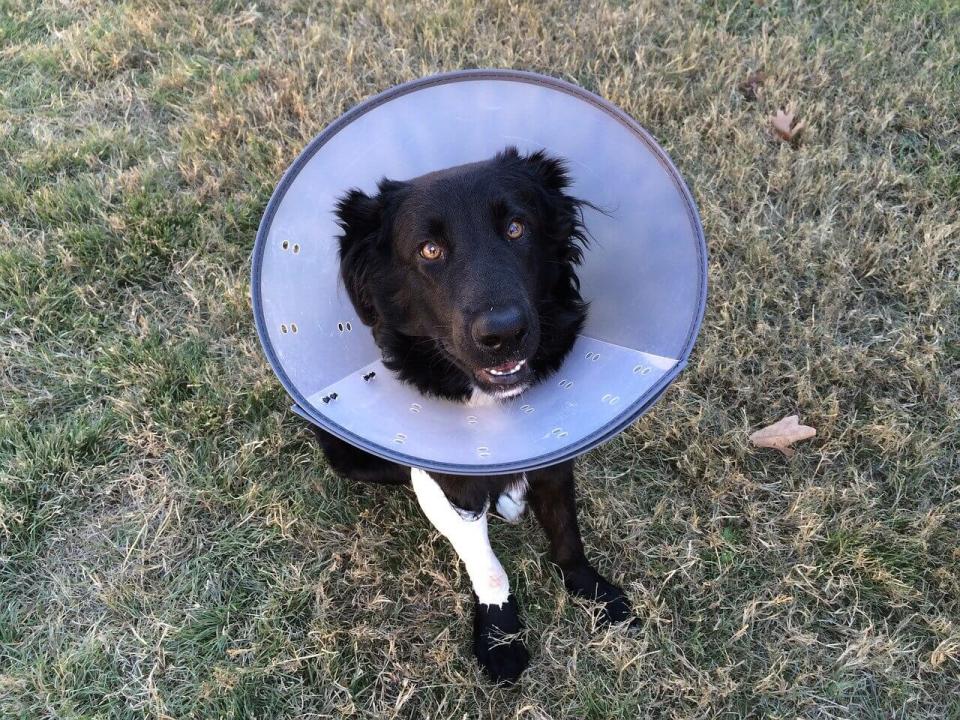 Dog Surgery