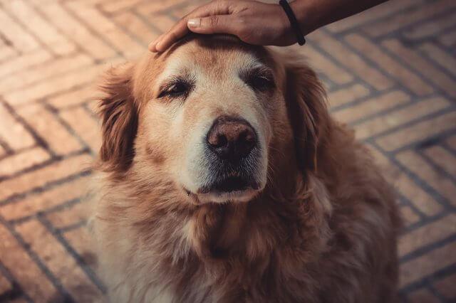 can cancer patients have dogs