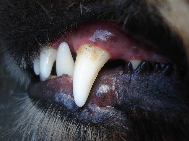 dog dental