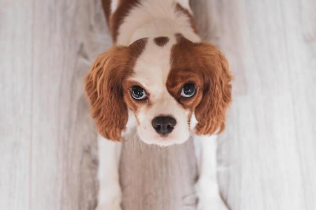 Dog spay, neuter