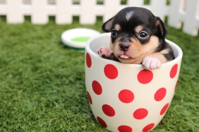 Pup Care