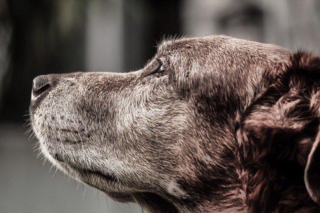 Senior Dog
