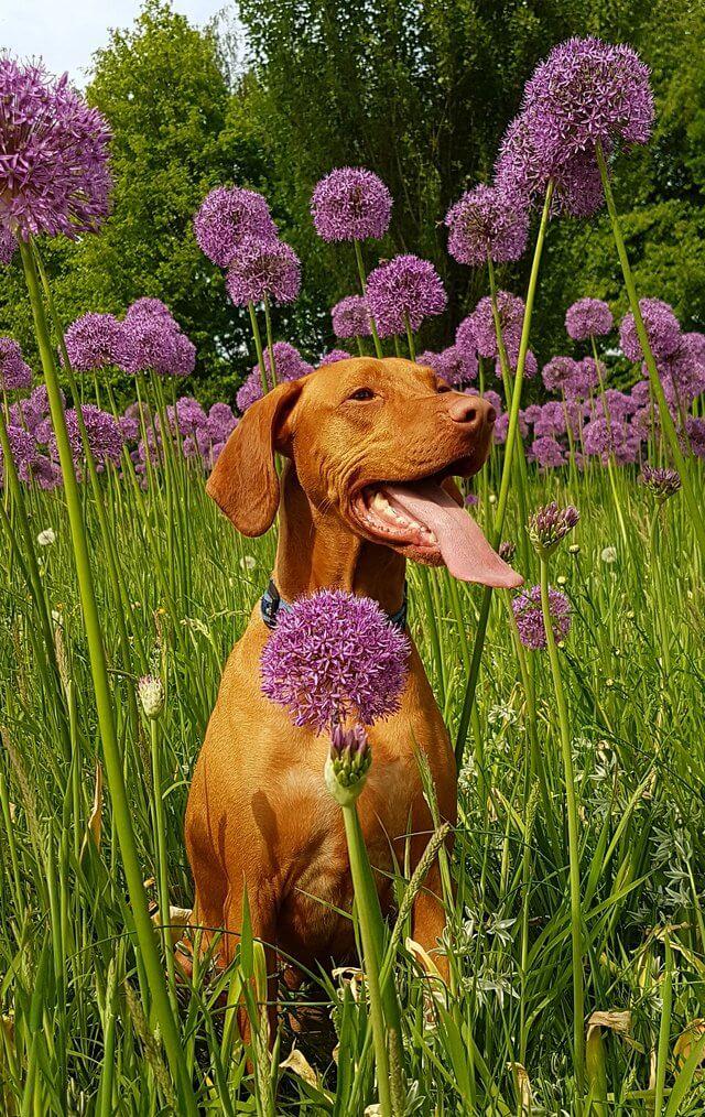 dog allergy