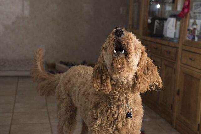 dog behavior