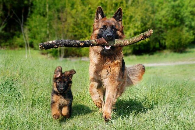dog deworming