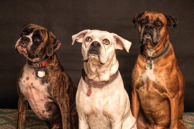 dog fleas