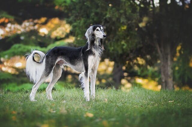 dog microchipping