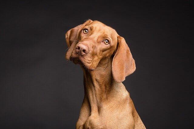 dog prevnetative care