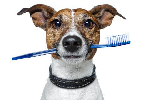 veterinary hospital