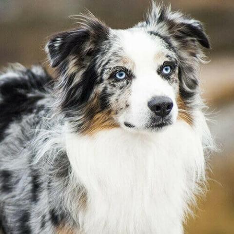 The Australian Shepherd