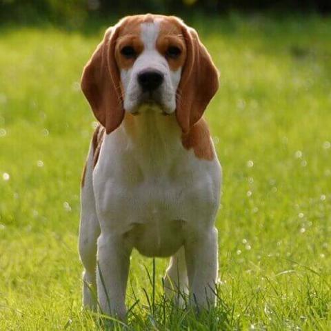 Beagle Dog Breed Info Beagle Dog Breed Info