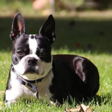 Boston Terrier Dog Breed Info