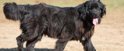 Newfoundland dog breed fact page Newfoundland dog breed fact page