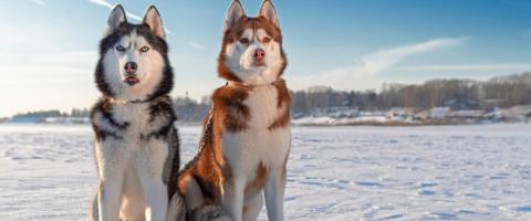 Siberian Husky Breed Siberian Husky Breed