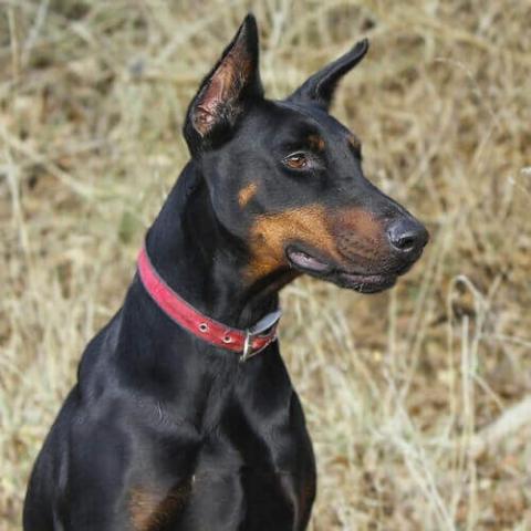 Large pinscher on sale dog