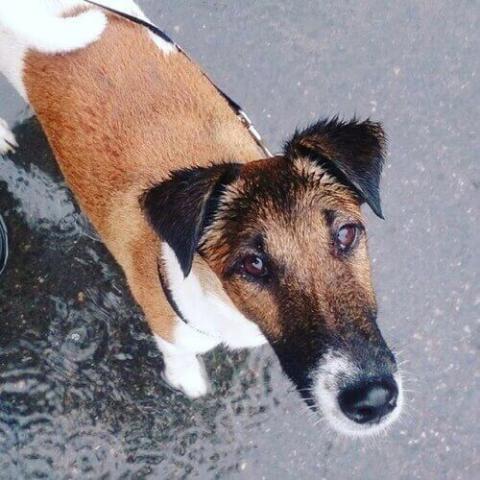 Foxterry dog top