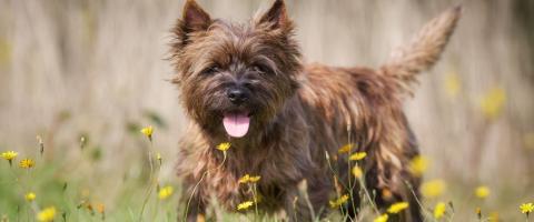 Cairn Terrier in field, GeniusVets breed library Cairn Terrier in field, GeniusVets breed library