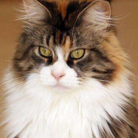 Maine Coon Cat Breed Info