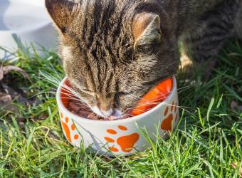 Is Dry Food Bad for Cats?