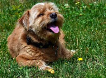 11 Symptoms of Heat Exhaustion in Dogs