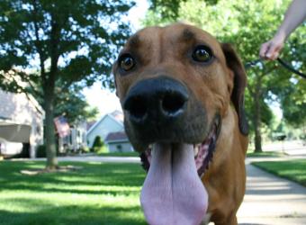 How Hot is Too Hot? Heat Stress in Pets